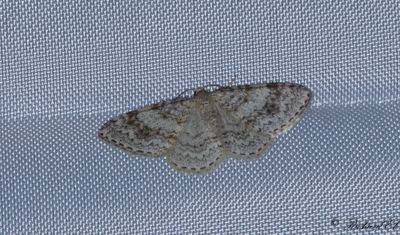 Allvmtare - Waved Carpet (Hydrelia sylvata)