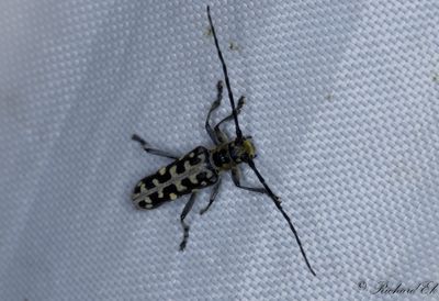 Bjrkvedbock (Saperda scalaris)
