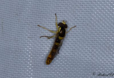 Taggslndfluga (Sphaerophoria scripta)