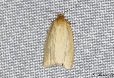Timotejbredvecklare - Timothy Tortrix (Zelotherses paleana)