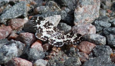 Vitbandad bjrkfltmtare (Rheumaptera hastata)