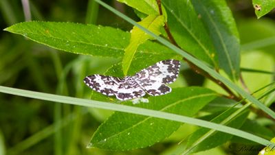 Vitbandad bjrkfltmtare (Rheumaptera hastata)