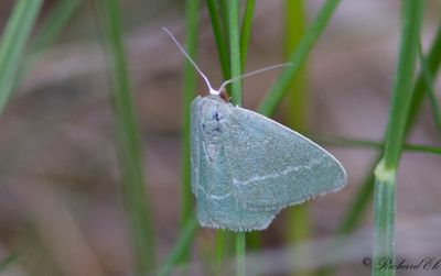 Ljunglundmtare - Small Grass Emerald (Chlorissa viridata)