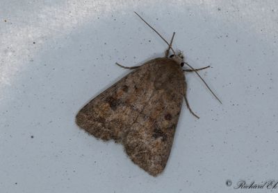 Brungult lvfly - Mottled Rustic (Caradrina morpheus) 
