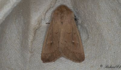 Tegelrtt grsfly - The Clay (Mythimna ferrago)
