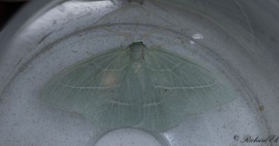 Smaragdgrn lundmtare - Small Emerald (Hemistola chrysoprasaria)