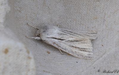 Lansettvinge - Reed Dagger (Simyra albovenosa)