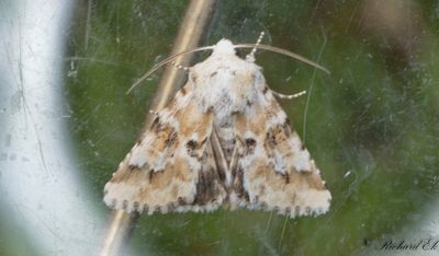Ockragult ngsfly - Dusky Sallow (Eremobia ochroleuca)