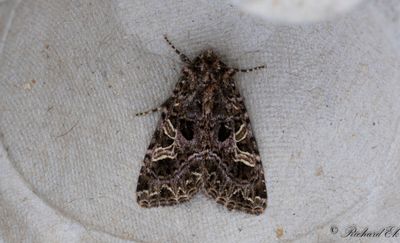 Violettrtt nejlikfly - The Campion (Sideridis rivularis)