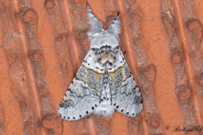 Grvit gaffelsvans - Poplar Kitten (Furcula bifida)