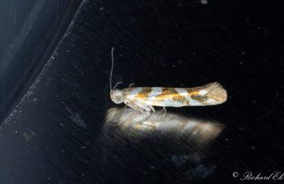 Alhngemal (Argyresthia goedartella)