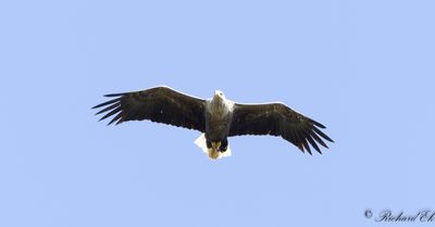 Havsrn - White-tailed Eagle (Haliaeetus albicilla)