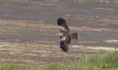 Brun glada - Black Kite (Milvus migrans)