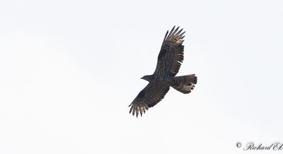 Bivråk - European Honey Buzzard (Pernis apivorus)