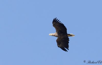 Havsrn - White-tailed Eagle (Haliaeetus albicilla)