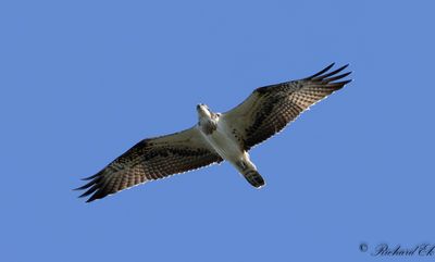 Fiskgjuse - Osprey (Pandion haliaetus)