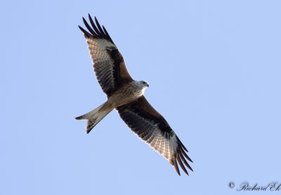 Röd glada - Red Kite (Milvus milvus)