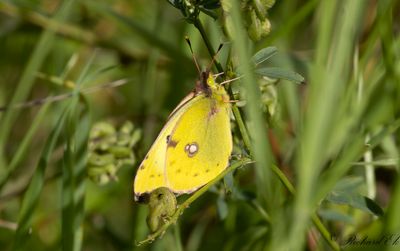 Ljusgul hfjril - Pale Clouded Yellow (Colias hyale)