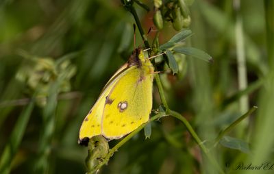 Ljusgul hfjril - Pale Clouded Yellow (Colias hyale)