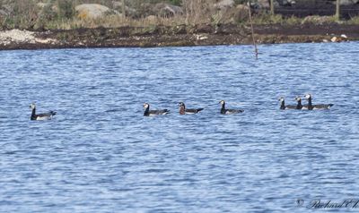 Rdhalsad gs - Red-Breasted Goose (Branta ruficollis)