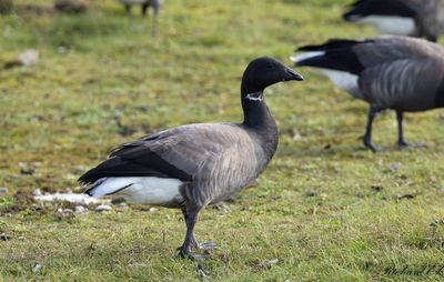 Prutgås - Brant Goose (Branta bernicla)