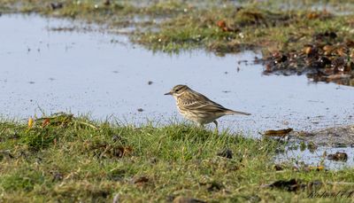 Ängspiplärka - Meadow Pipit (Anthus pratensis)