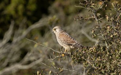 Tornfalk - Common Kestrel (Falco tinnunculus)