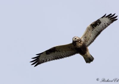 Fjällvråk - Rough-legged Buzzard (Buteo lagopus)