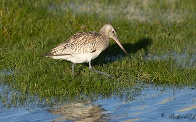 Myrspov - Bar-tailed Godwit (Limosa lapponica)