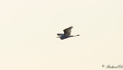 Ägretthäger - Great Egret (Ardea alba)