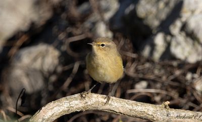 Gransångare - Common Chiffchaff ·(Phylloscopus collybita)