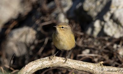 Gransngare - Common Chiffchaff (Phylloscopus collybita)