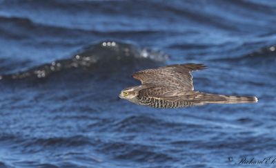 Sparvhk - Eurasian Sparrowhawk (Accipiter nisus)