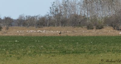 Stäpphök - Pallid Harrier (Circus macrourus)