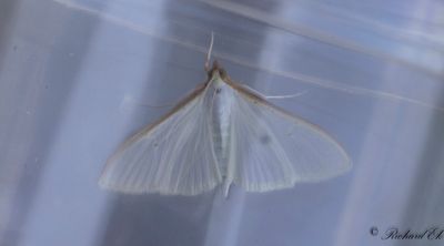 Vitt sydmott - Jasmine moth (Palpita vitrealis)