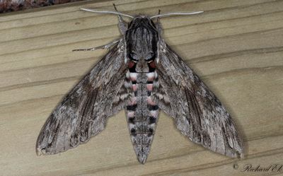 Åkervindesvärmare - Convolvulus hawkmoth (Agrius convolvuli)