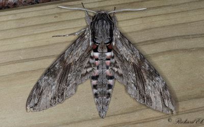 kervindesvrmare - Convolvulus hawkmoth (Agrius convolvuli)