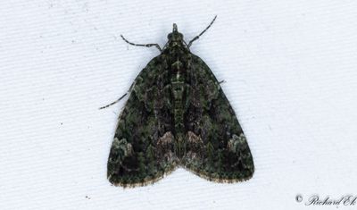 Brungrn fltmtare - Red-green Carpet (Chloroclysta siterata)