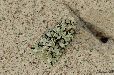 Grnt ekfly - Merveille du Jour (Griposia aprilina) 