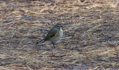 Blstjrt - Red-flanked Bluetail (Tarsiger cyanurus)