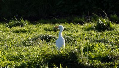 Kohger - Western Cattle Egret (Bubulcus ibis)