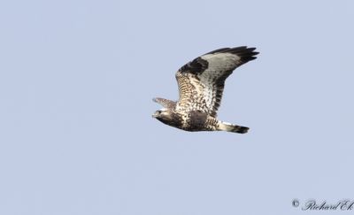 Fjllvrk - Rough-legged Buzzard (Buteo lagopus)