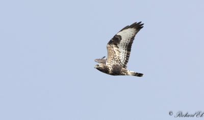 Fjllvrk - Rough-legged Buzzard (Buteo lagopus)