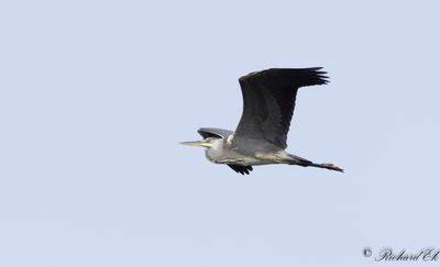 Grhger - Grey Heron (Ardea cinerea)