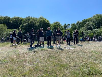 Bonelli's Eagle - twitchers