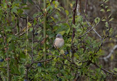 Moltonisngare - Moltonis Warbler (Sylvia subalpina)