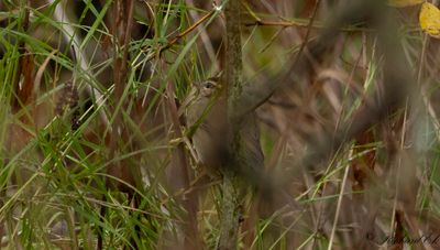 Videsngare - Radde's warbler (Phylloscopus schwarzi)