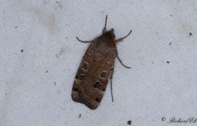 Kantflckat bandfly - Lunar Yellow Underwing (Noctua orbona)