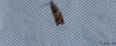 Alknoppvecklare - Nut Bud Moth (Epinotia tenerana)