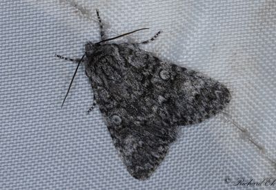 Storhvdat aftonfly - Poplar Grey (Acronicta megacephala)